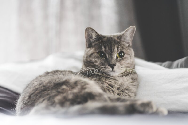 Gray Tabby Cat — Calm, Photograph, Bed, Pillow