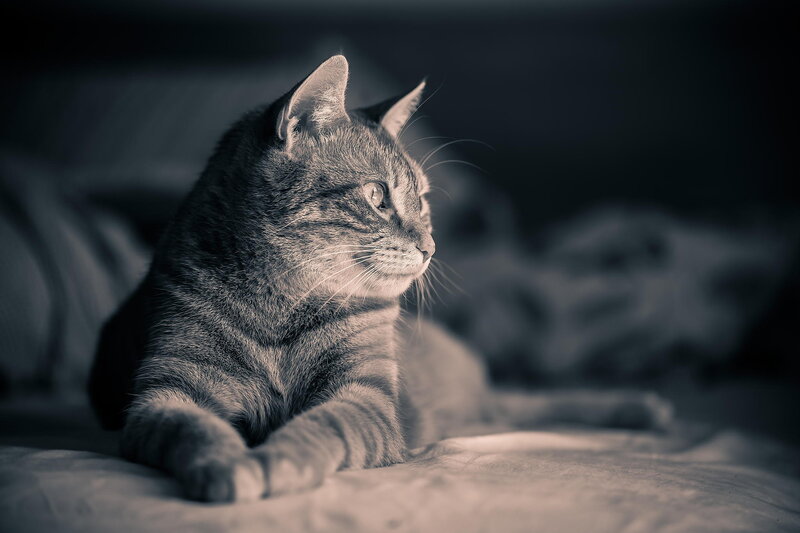 Gray Tabby Cat — Calm, Photograph, Bed