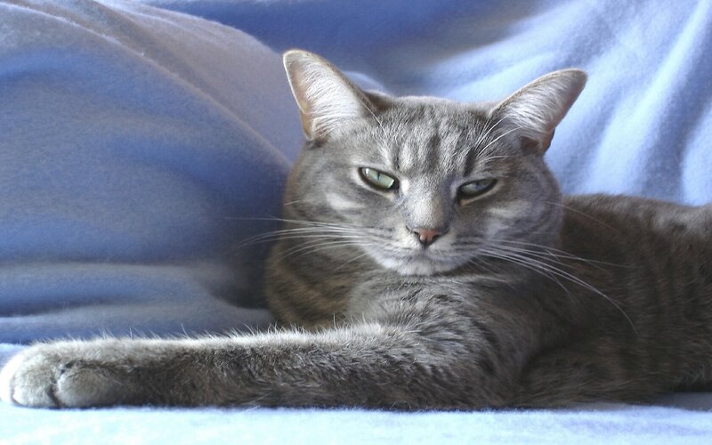 Gray Tabby Cat — Calm, Photograph, Blanket, Blue