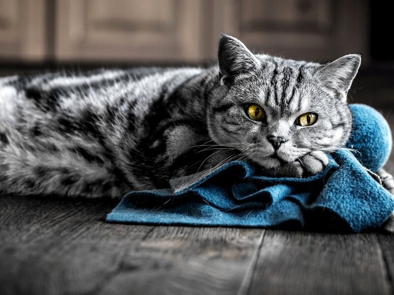 Gray Tabby Cat — Calm, Photograph, Blue Cloth