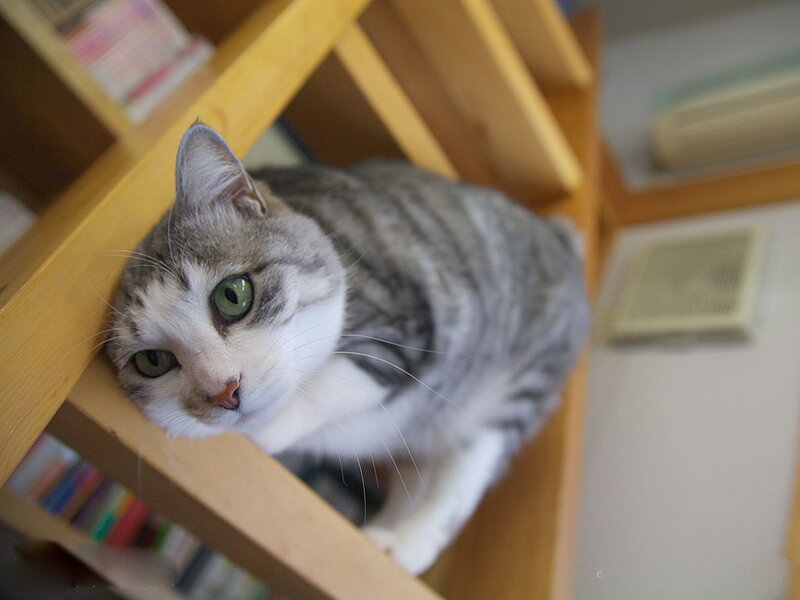 Gray Tabby Cat — Calm, Photograph, Bookshelf