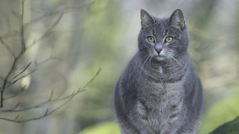 Gray Tabby Cat — Calm, Photograph, Branches