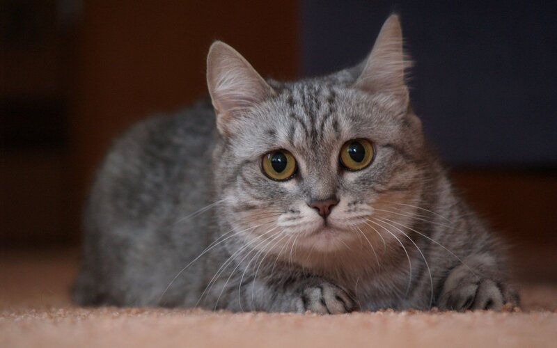 Gray Tabby Cat — Calm, Photograph, Carpet