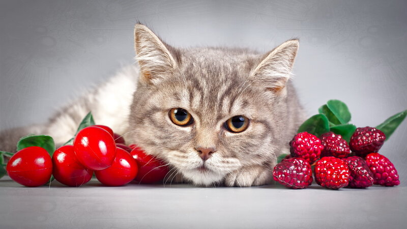 Gray Tabby Cat — Calm, Photograph, Cherry Tomatoes