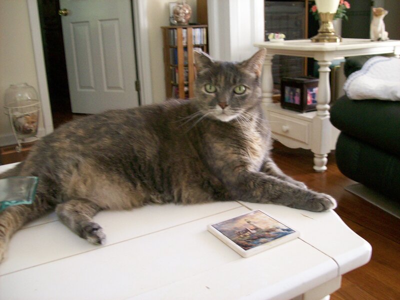 Gray Tabby Cat — Calm, Photograph, Coffee Table