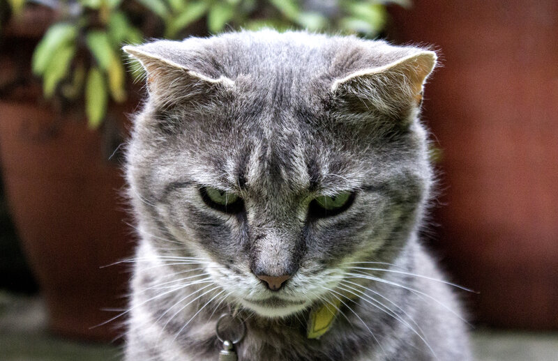 Gray Tabby Cat — Calm, Photograph, Collar