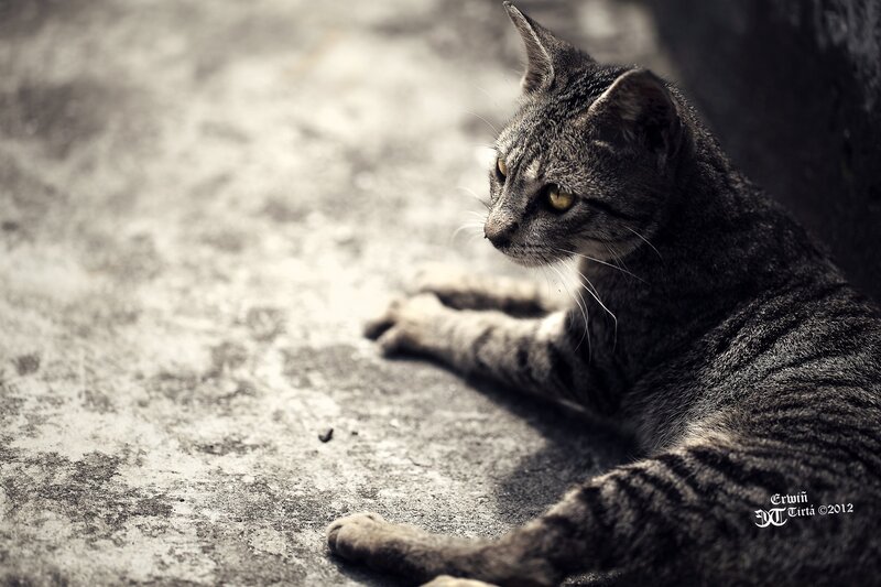 Gray Tabby Cat — Calm, Photograph, Concrete