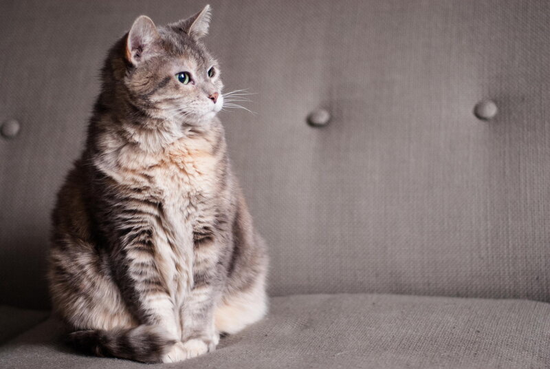 Gray Tabby Cat — Calm, Photograph, Couch