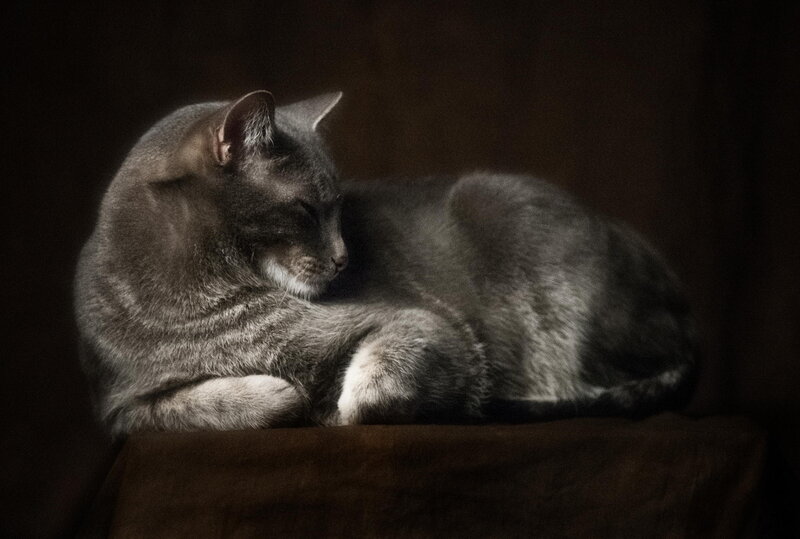 Gray Tabby Cat — Calm, Photograph, Dark Background