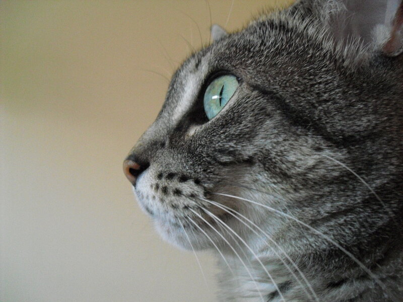 Gray Tabby Cat — Calm, Photograph, Eye