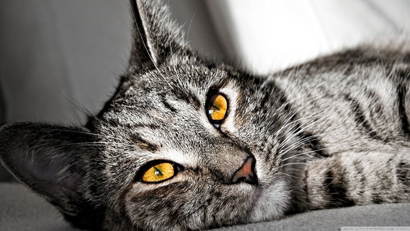 Gray Tabby Cat — Calm, Photograph, Eyes