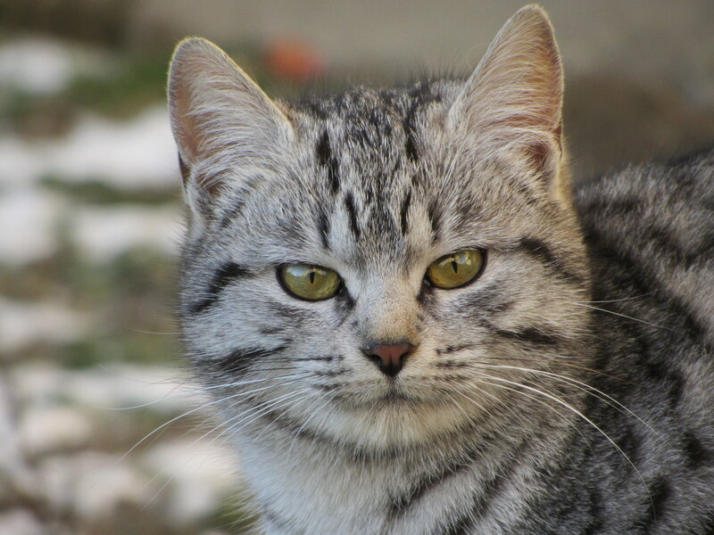 Gray Tabby Cat — Calm, Photograph, Eyes, Whiskers
