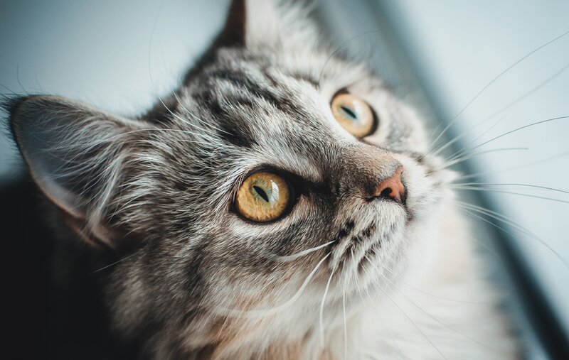 Gray Tabby Cat — Calm, Photograph, Eyes, Whiskers, Window