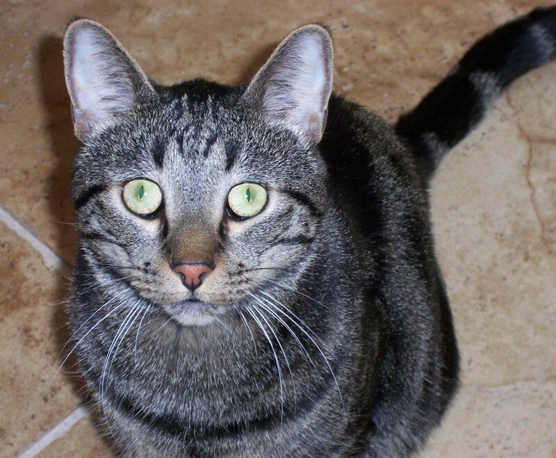 Gray Tabby Cat — Calm, Photograph, Floor, Black