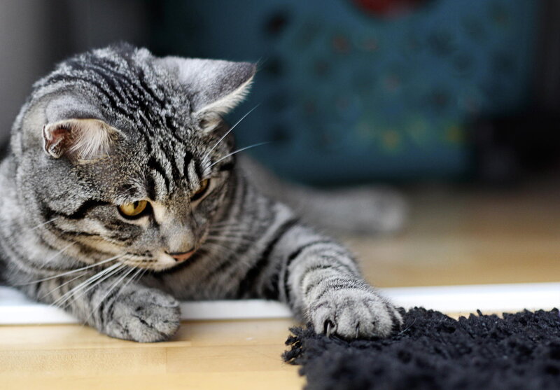 Gray Tabby Cat — Calm, Photograph, Floor