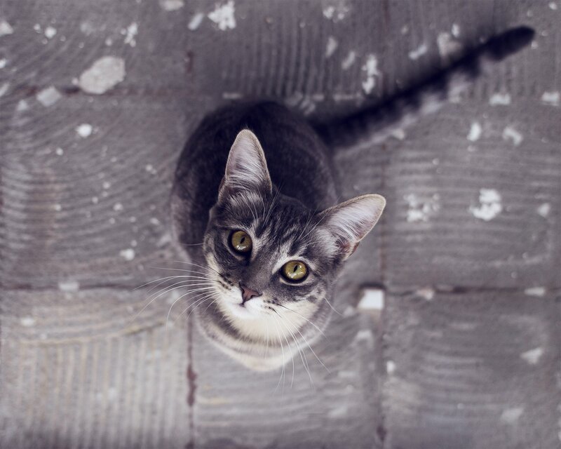 Gray Tabby Cat — Calm, Photograph, Floor, White