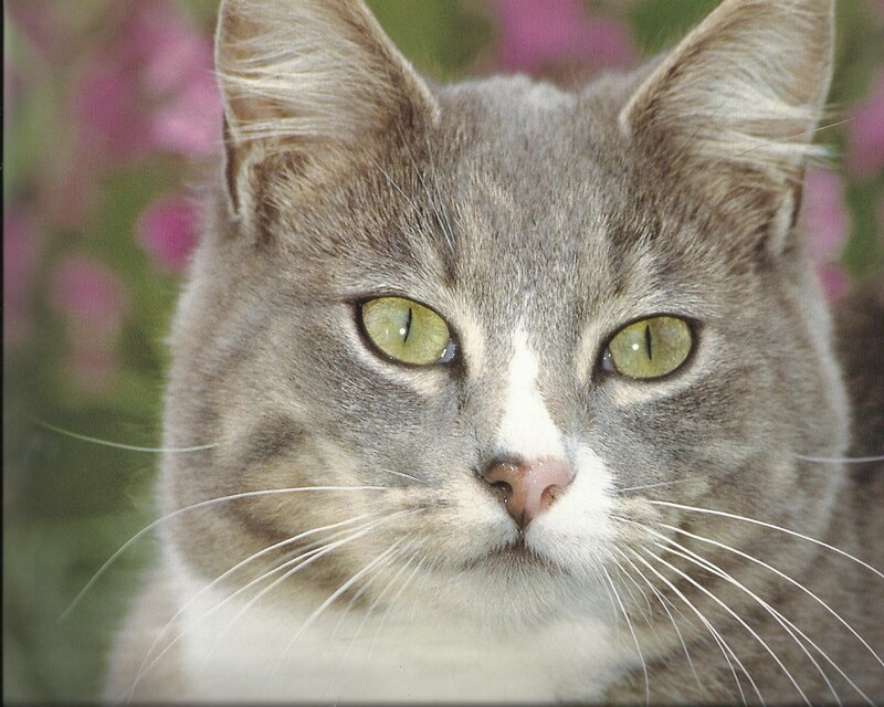 Gray Tabby Cat — Calm, Photograph, Flowers