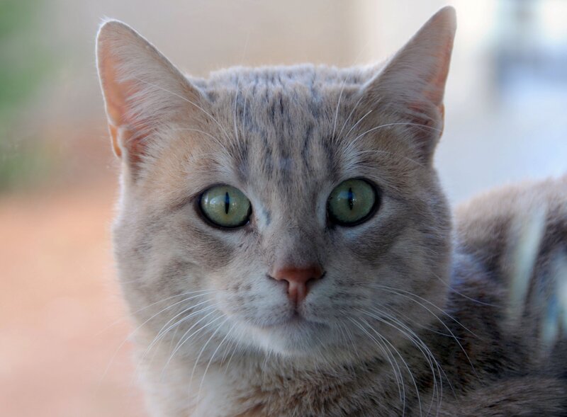 Gray Tabby Cat — Calm, Photograph, Green Eyes