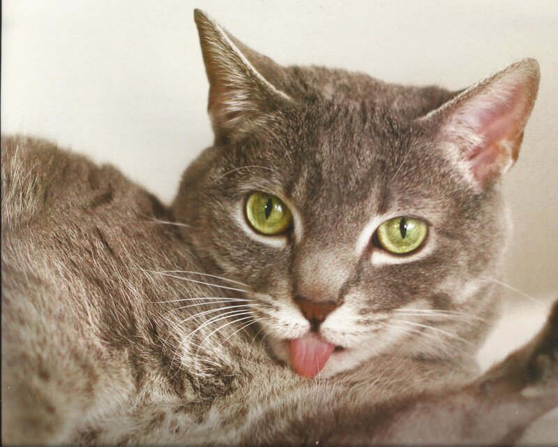 Gray Tabby Cat — Calm, Photograph, Green Eyes, Tongue