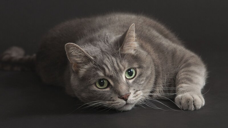 Gray Tabby Cat — Calm, Photograph, Green Eyes, Whiskers, Dark Background