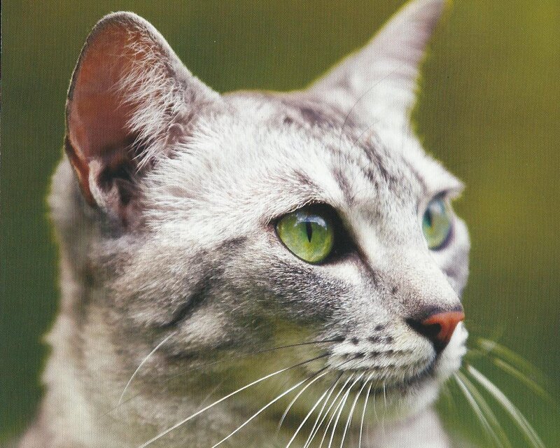Gray Tabby Cat — Calm, Photograph, Green Eyes, Whiskers, Ears