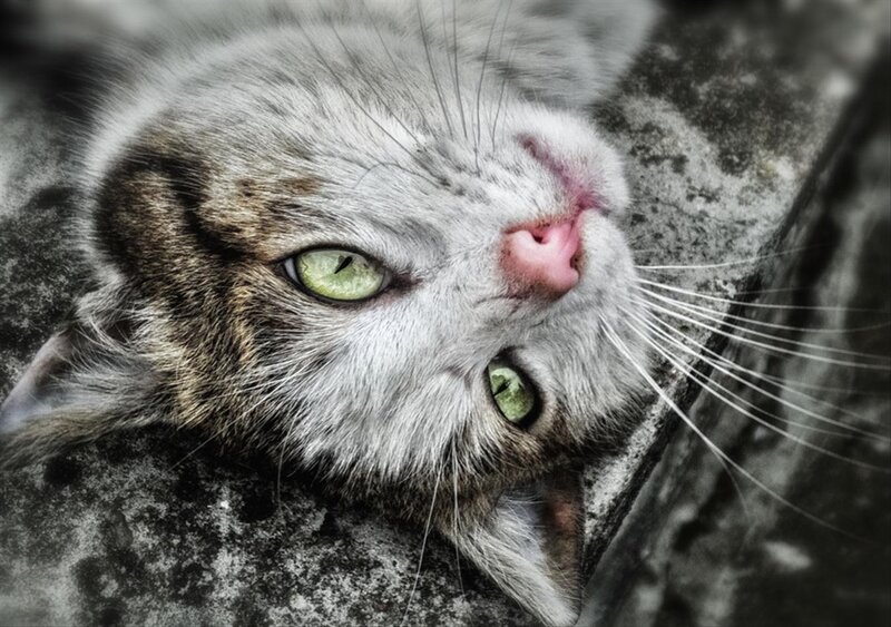Gray Tabby Cat — Calm, Photograph, Green Eyes, Whiskers, Stone