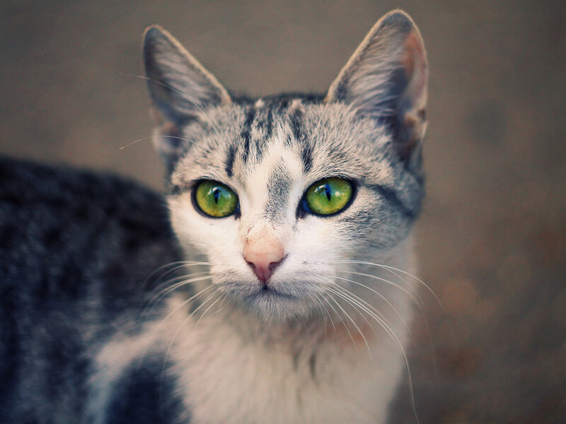 Gray Tabby Cat — Calm, Photograph, Green Eyes, Whiskers
