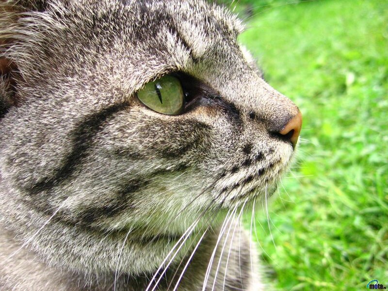 Gray Tabby Cat — Calm, Photograph, Green Grass