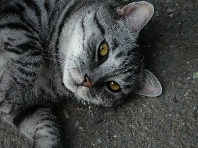 Gray Tabby Cat — Calm, Photograph, Ground