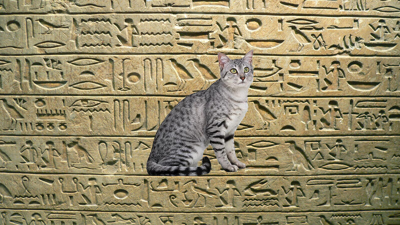 Gray Tabby Cat — Calm, Photograph, Hieroglyphs