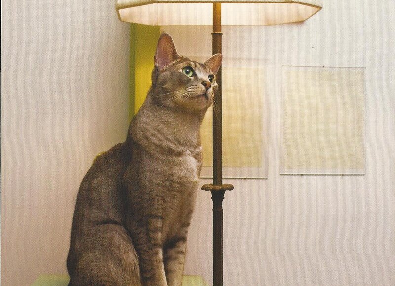 Gray Tabby Cat — Calm, Photograph, Lamp