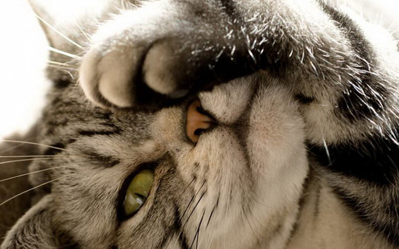 Gray Tabby Cat — Calm, Photograph, Paw, Eye