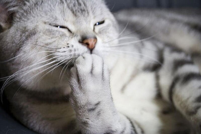 Gray Tabby Cat — Calm, Photograph, Paw