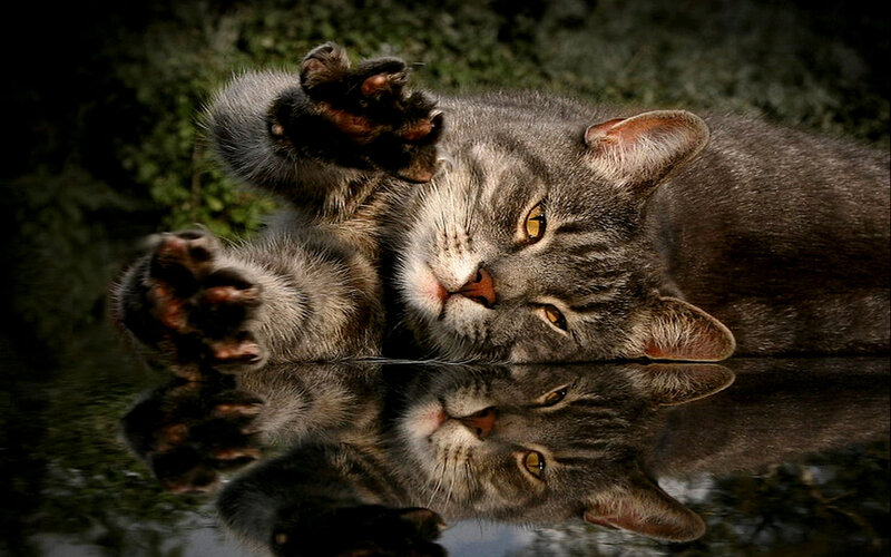 Gray Tabby Cat — Calm, Photograph, Paws