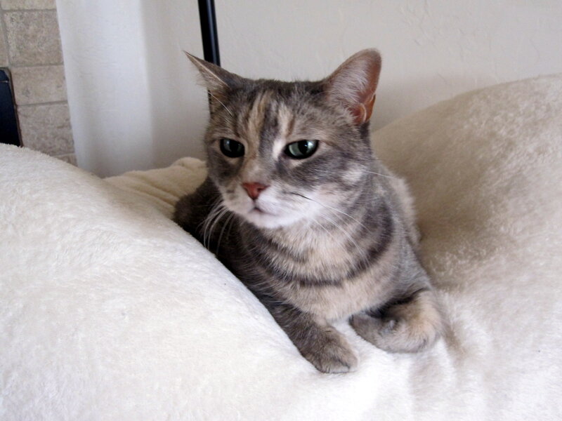 Gray Tabby Cat — Calm, Photograph, Pillow