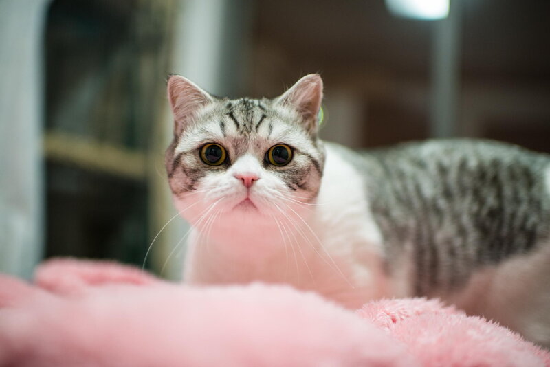 Gray Tabby Cat — Calm, Photograph, Pink Blanket