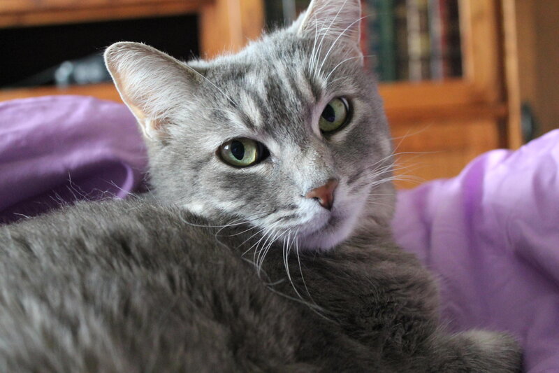 Gray Tabby Cat — Calm, Photograph, Purple Blanket