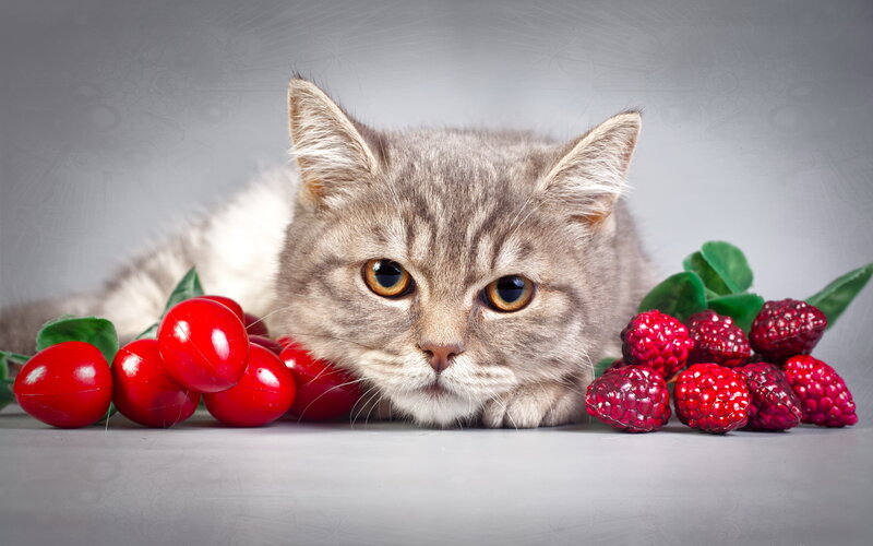 Gray Tabby Cat — Calm, Photograph, Raspberries