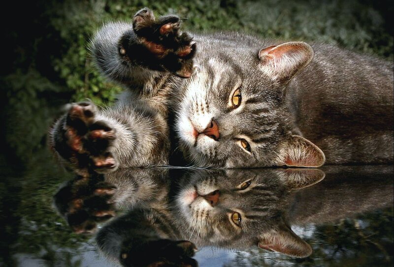 Gray Tabby Cat — Calm, Photograph, Reflection