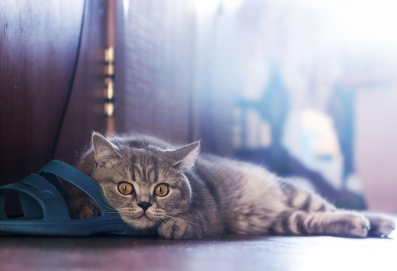 Gray Tabby Cat — Calm, Photograph, Sandal