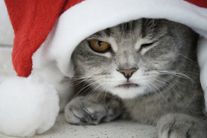 Gray Tabby Cat — Calm, Photograph, Santa Hat