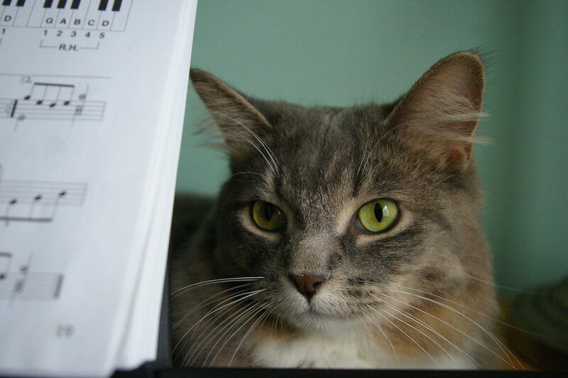 Gray Tabby Cat — Calm, Photograph, Sheet Music