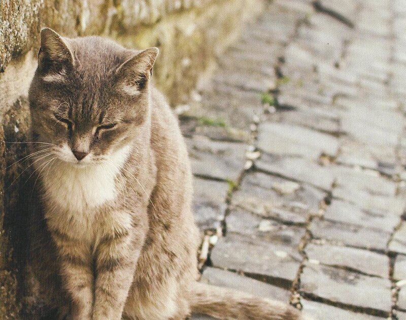 Gray Tabby Cat — Calm, Photograph, Stone Wall