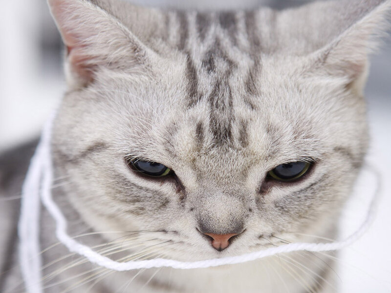 Gray Tabby Cat — Calm, Photograph, String
