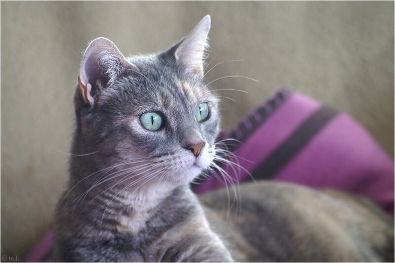Gray Tabby Cat — Calm, Photograph