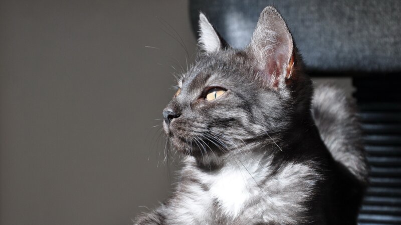 Gray Tabby Cat — Calm, Photograph, Wall