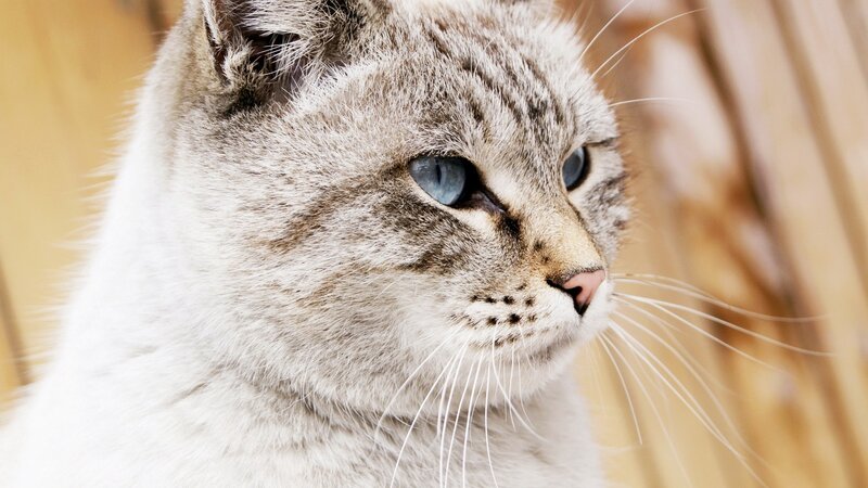 Gray Tabby Cat — Calm, Photograph, Whiskers, Blue Eyes, Wood