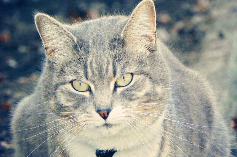 Gray Tabby Cat — Calm, Photograph, Whiskers, Collar