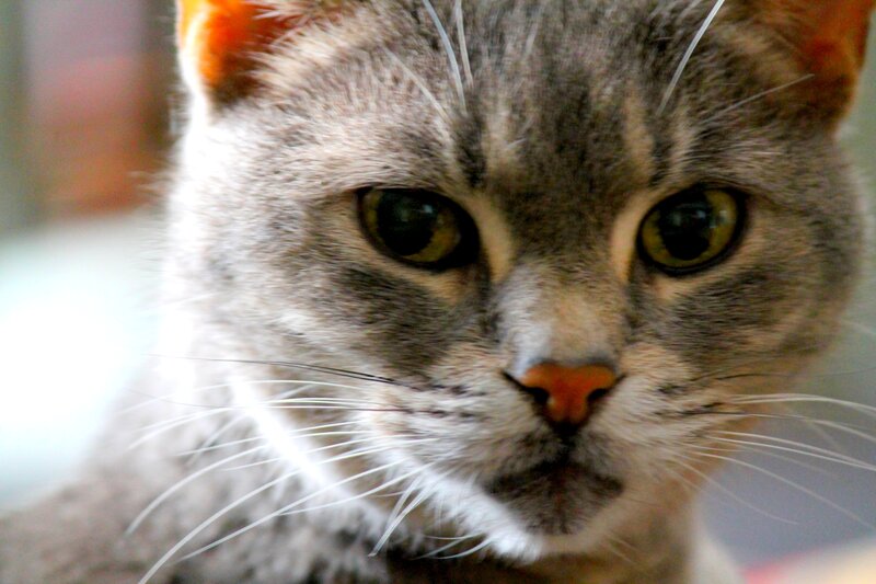 Gray Tabby Cat — Calm, Photograph, Whiskers, Eyes, Nose