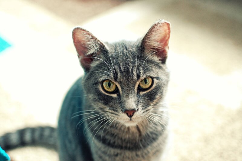 Gray Tabby Cat — Calm, Photograph, Whiskers, Eyes, Tail